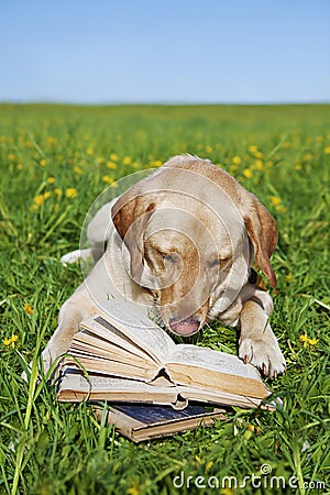 Dog reading book