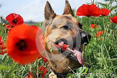 Dog and red poppies on the meadow. Summer hot day.