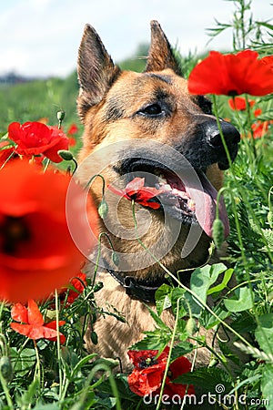 Dog and red poppies on the meadow. Summer hot day.