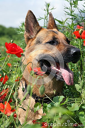 Dog and red poppies on the meadow. Summer hot day.