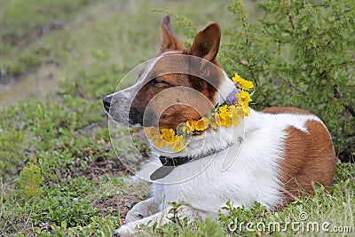 Dog resting with a wreath of yellow flowers