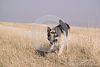Dog on the run