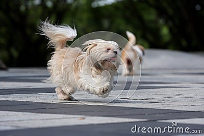 Dog running