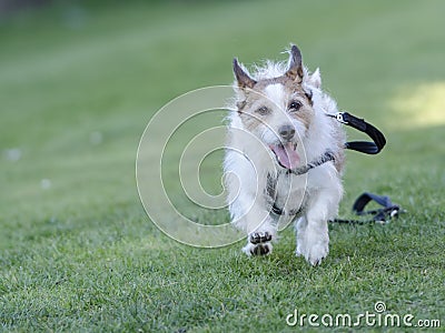 Dog running away lead