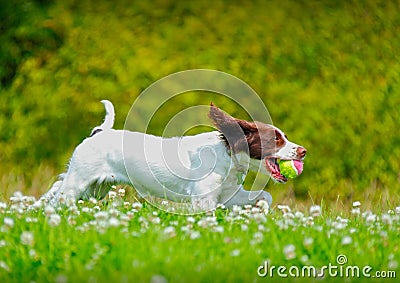 Dog running with a ball