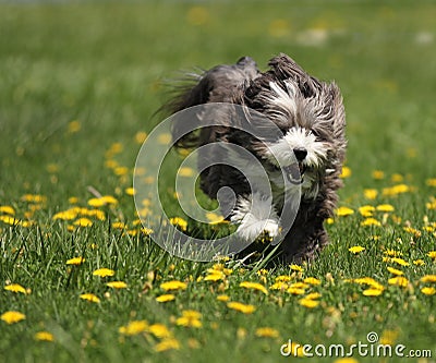 A dog running in a field.