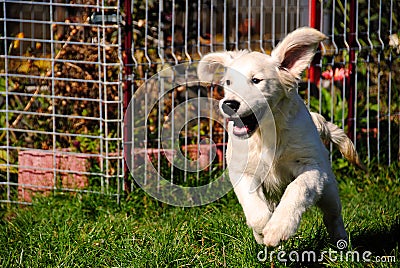 Dog running with floppy ears - Golden Retriever