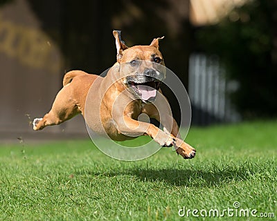 Dog running and leaping