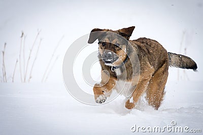 Dog running in Snow