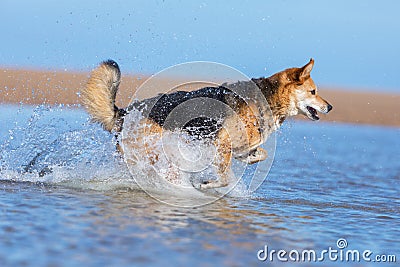 Dog running in water on the beach