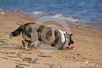 Dog runs on the beach