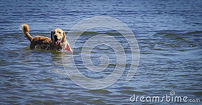 Dog s Play time at the Lake