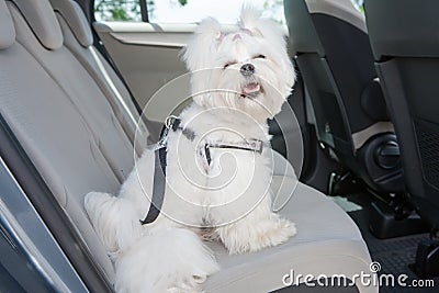 Dog safe in the car