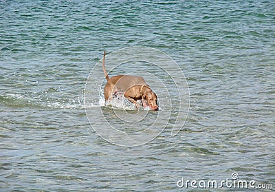 Dog in the sea