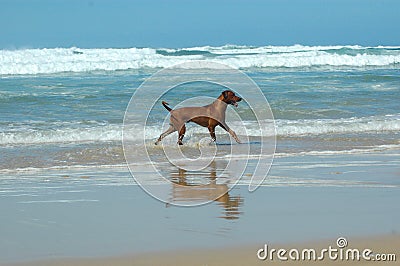 Dog and the sea