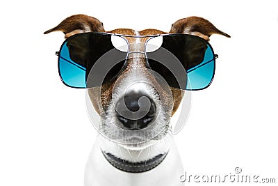 dog-shades-23515748.jpg