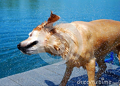 Dog Shakes off Water