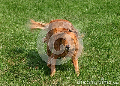 Dog Shaking Stock Photography - Image: 1243312