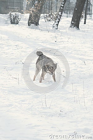 Dog shaking off snow