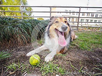 Dog-Shetland sheepdog, collie, big mouth with ball