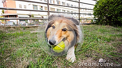 Dog-Shetland sheepdog, collie, big mouth with ball