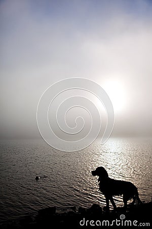 Dog silhouette