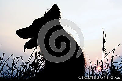 Dog silhouette