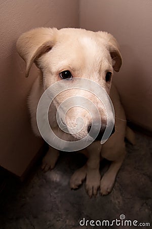 Dog sits in a corner