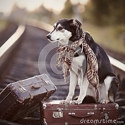 The dog sits on a suitcase on rails
