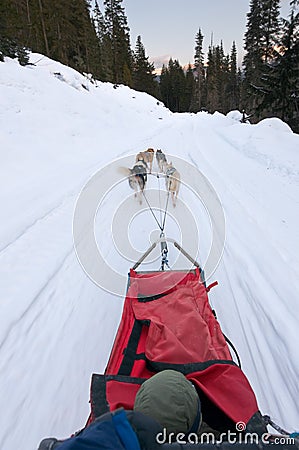 Dog sledding from driver s perspective