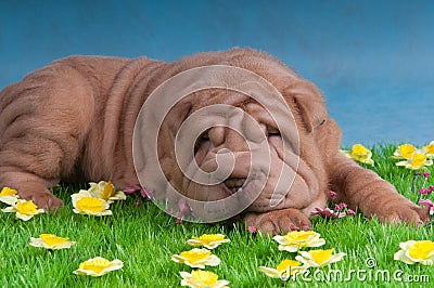 Dog sleeping on grass with flowers