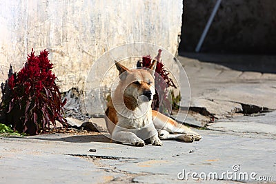 Dog sleeps in village Likeng