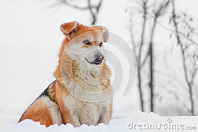 Dog in the snow