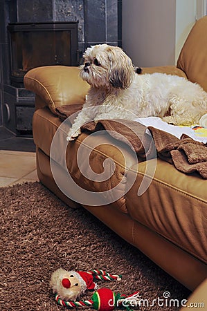 Dog in sofa