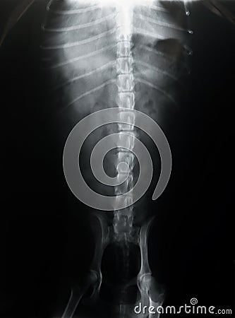 Dog Spine X-ray