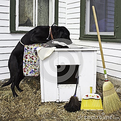 Dog Spring Cleaning the Dog House