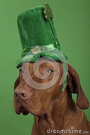 Dog with St.Patrick s Day hat