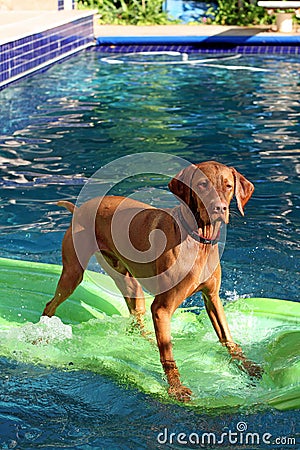 Dog stands on raft in pool