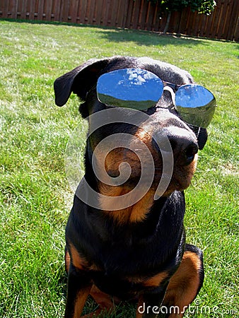 Dog with Sunglasses InDognito