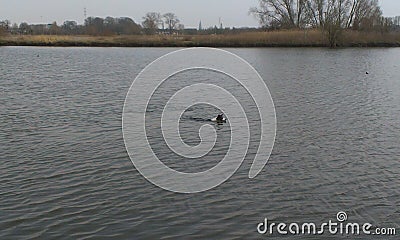 Dog swimming in lake