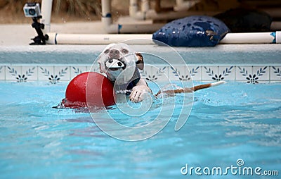 Dog swimming in the pool with toys