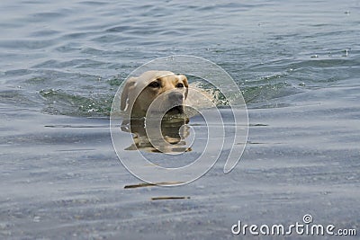 Dog swimming in river