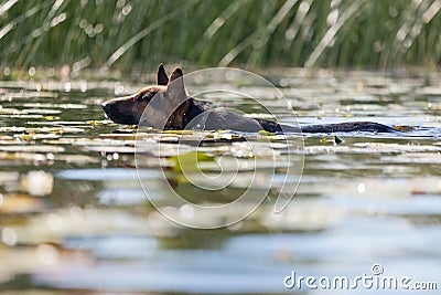 Dog swimming in the river