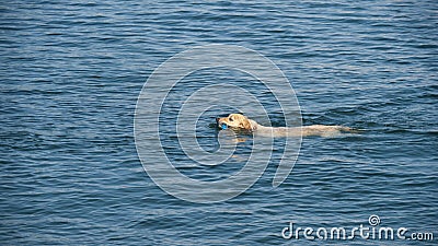 Dog swimming in sea with toy mouth