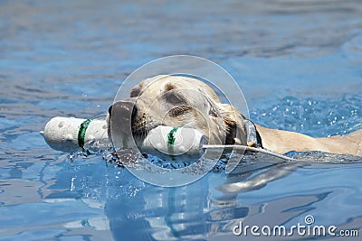 Dog swimming with toy