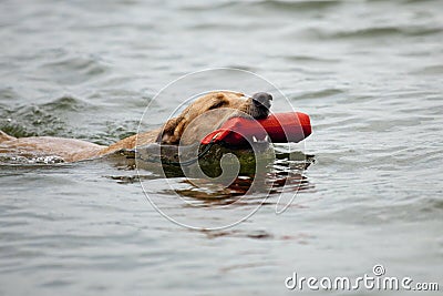 Dog swimming with toy in mouth