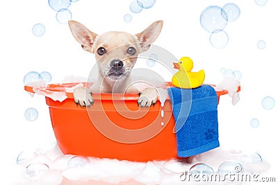 Dog taking a bath