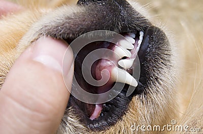 Dog teeth detail in hand