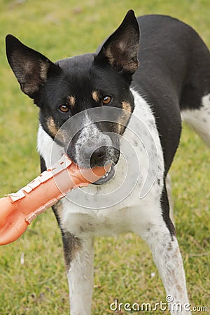 rottweiler with pointy ears with stock images image 31303074 rottweiler with pointy ears with stock images image 31303074