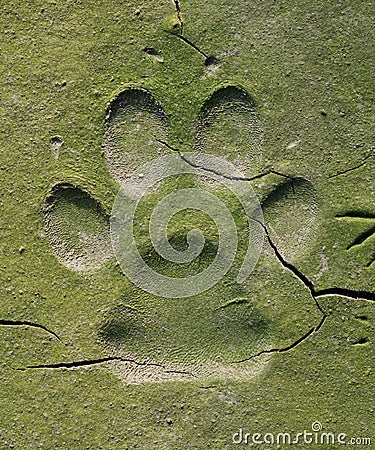 Dog tracks in cracked mud